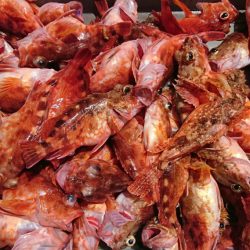 遊漁船 家入 釣果