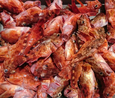 遊漁船 家入 釣果