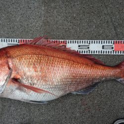 ARCADIAⅡ （アルカディアⅡ） 釣果