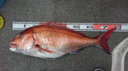 ARCADIAⅡ （アルカディアⅡ） 釣果