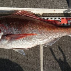 ARCADIAⅡ （アルカディアⅡ） 釣果