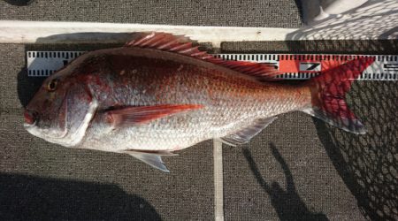 ARCADIAⅡ （アルカディアⅡ） 釣果