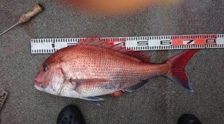 ARCADIAⅡ (アルカディアⅡ) 釣果