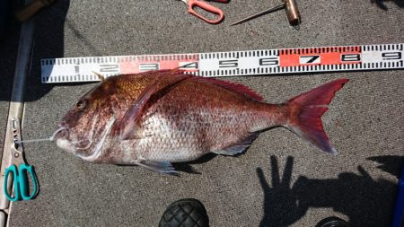 ARCADIAⅡ (アルカディアⅡ) 釣果