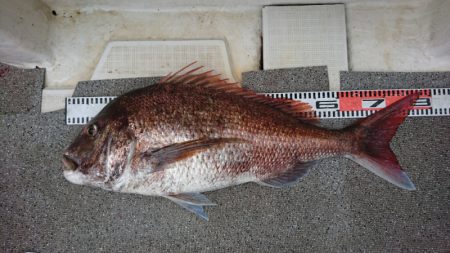 ARCADIAⅡ (アルカディアⅡ) 釣果