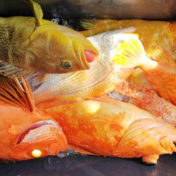 第二龍勢丸 釣果