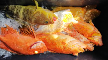 第二龍勢丸 釣果