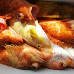 第二龍勢丸 釣果