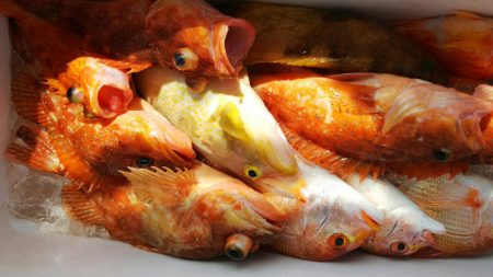 第二龍勢丸 釣果