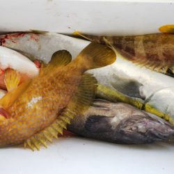 第二龍勢丸 釣果