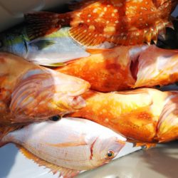 第二龍勢丸 釣果