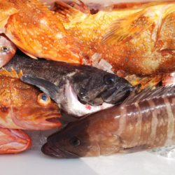 第二龍勢丸 釣果