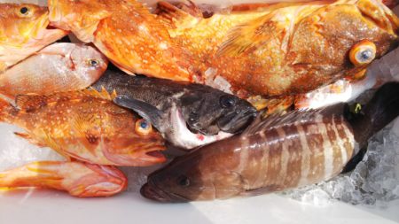 第二龍勢丸 釣果