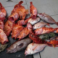 ブルースフィッシングサービス 釣果