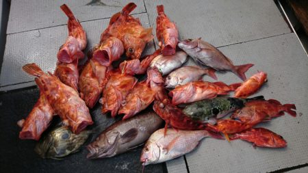 ブルースフィッシングサービス 釣果