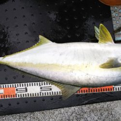 第二龍勢丸 釣果