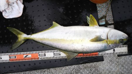 第二龍勢丸 釣果