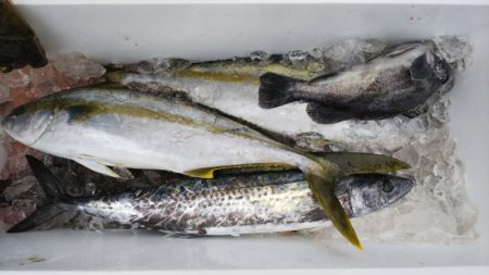 第二龍勢丸 釣果