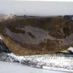 第二龍勢丸 釣果