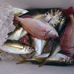 海龍丸（石川） 釣果