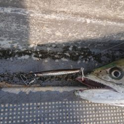 FISHING RISKY 釣果