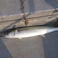 FISHING RISKY 釣果