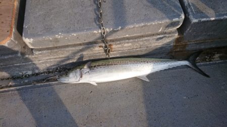 FISHING RISKY 釣果