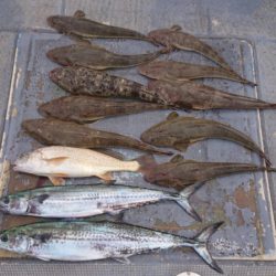 FISHING RISKY 釣果