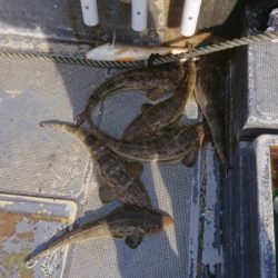 FISHING RISKY 釣果