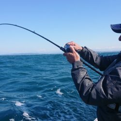 だて丸 釣果