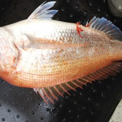 第二龍勢丸 釣果