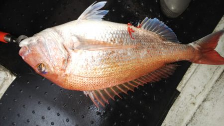 第二龍勢丸 釣果