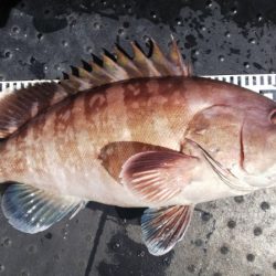 第二龍勢丸 釣果