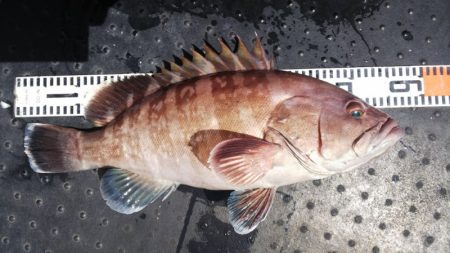 第二龍勢丸 釣果