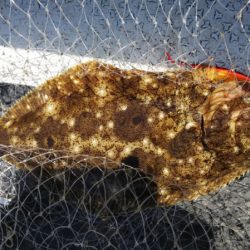 第二龍勢丸 釣果