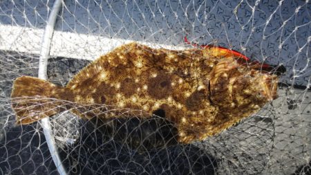 第二龍勢丸 釣果