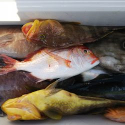 第二龍勢丸 釣果