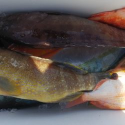 第二龍勢丸 釣果