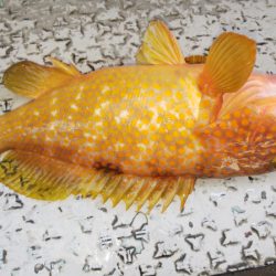 第二龍勢丸 釣果