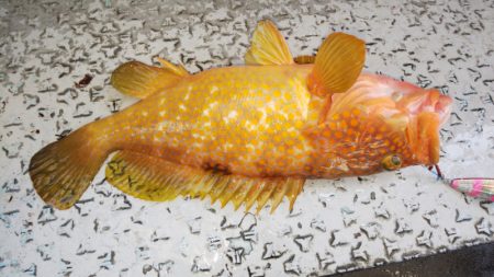 第二龍勢丸 釣果