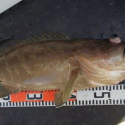 第二龍勢丸 釣果