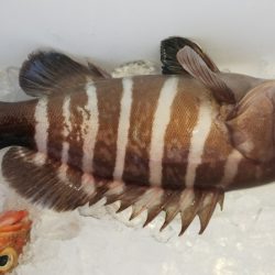 第二龍勢丸 釣果