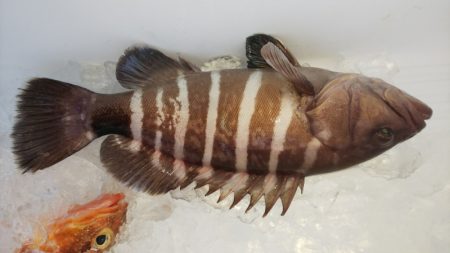 第二龍勢丸 釣果