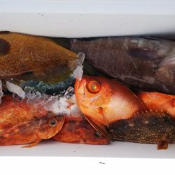 第二龍勢丸 釣果