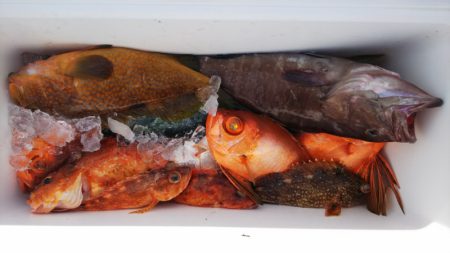 第二龍勢丸 釣果