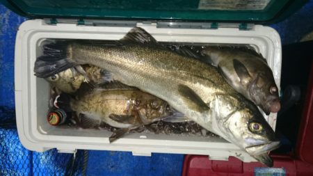 海龍丸（石川） 釣果