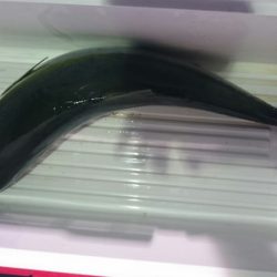 海龍丸（石川） 釣果