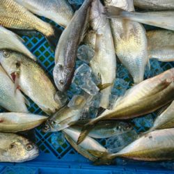 小島丸 釣果