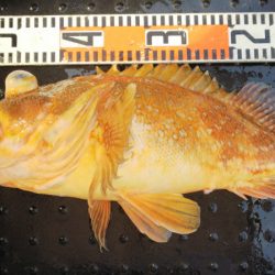 第二龍勢丸 釣果