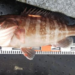 第二龍勢丸 釣果